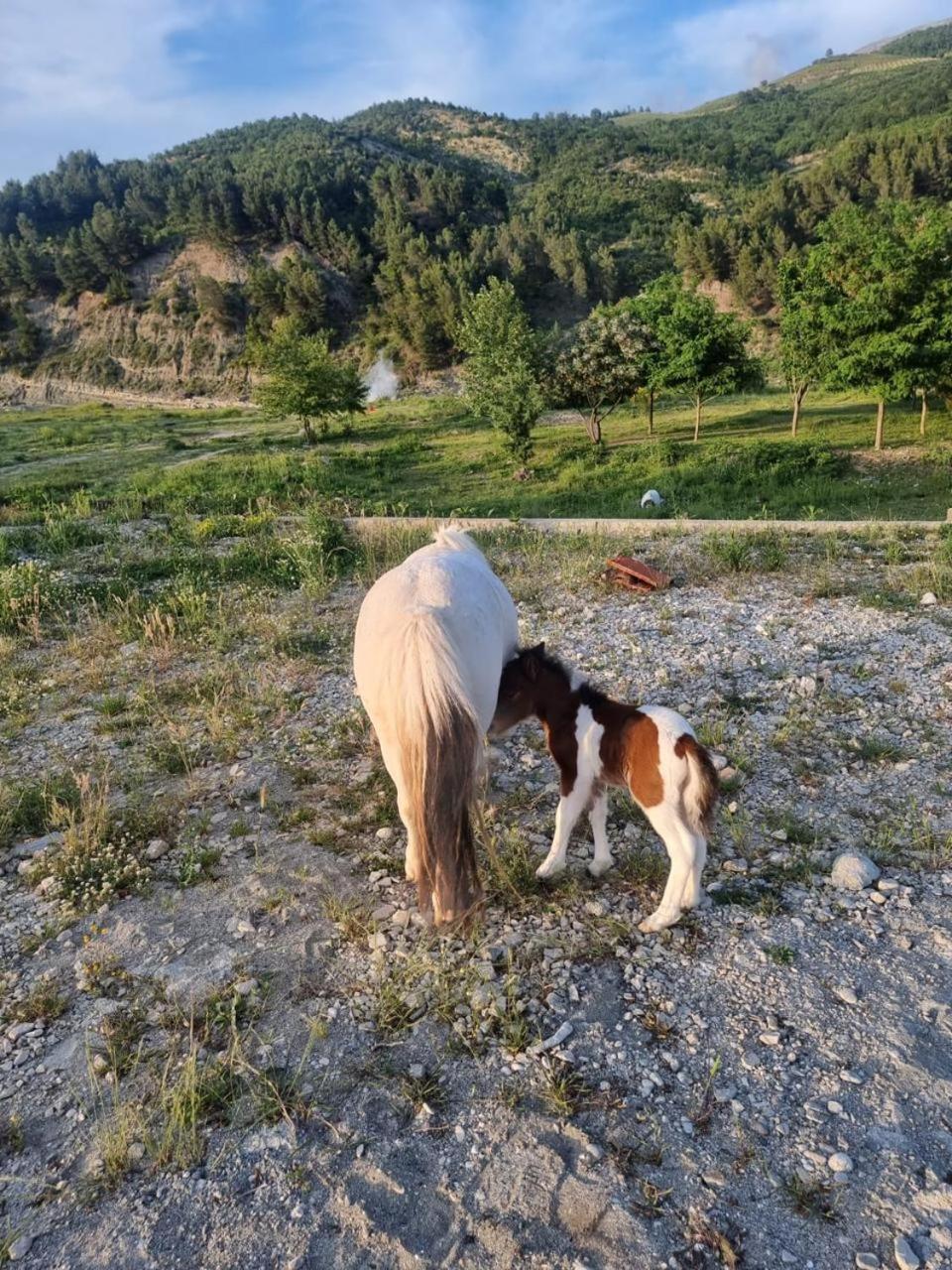 Sancho Farm Albania Villa Memaliaj Kültér fotó